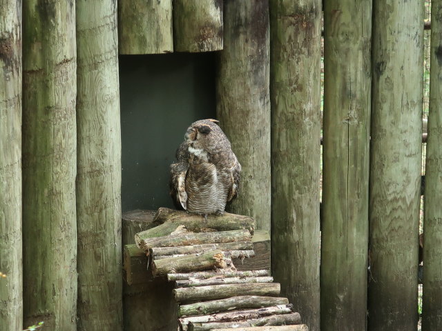 Homosassa Springs Wildlife State Park (24. Nov.)