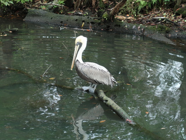 Homosassa Springs Wildlife State Park (24. Nov.)