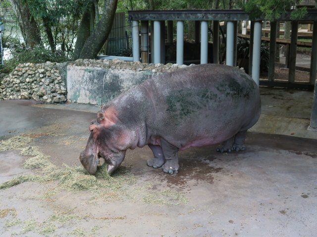 Homosassa Springs Wildlife State Park (24. Nov.)