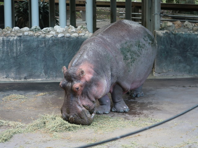 Homosassa Springs Wildlife State Park (24. Nov.)