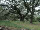 Jungle Gardens auf Avery Island (18. Nov.)