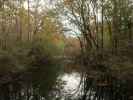 Wakulla River im Wakulla Springs State Park (23. Nov.)