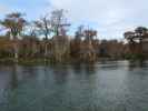 Wakulla River im Wakulla Springs State Park (23. Nov.)