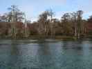 Wakulla River im Wakulla Springs State Park (23. Nov.)