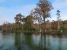 Wakulla River im Wakulla Springs State Park (23. Nov.)