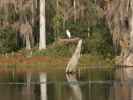 Wakulla River im Wakulla Springs State Park (23. Nov.)