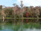 Wakulla River im Wakulla Springs State Park (23. Nov.)