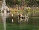 Wakulla River im Wakulla Springs State Park (23. Nov.)