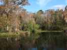 Wakulla River im Wakulla Springs State Park (23. Nov.)