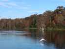 Wakulla River im Wakulla Springs State Park (23. Nov.)