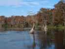 Wakulla River im Wakulla Springs State Park (23. Nov.)