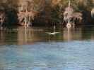 Wakulla River im Wakulla Springs State Park (23. Nov.)