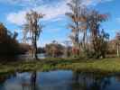 Wakulla River im Wakulla Springs State Park (23. Nov.)