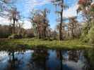 Wakulla River im Wakulla Springs State Park (23. Nov.)