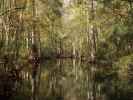 Wakulla River im Wakulla Springs State Park (23. Nov.)