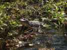 Wakulla Springs State Park (23. Nov.)