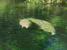 Wakulla River im Wakulla Springs State Park (23. Nov.)