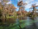 Wakulla River im Wakulla Springs State Park (23. Nov.)