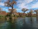 Wakulla River im Wakulla Springs State Park (23. Nov.)