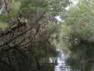 Homosassa River im Homosassa Springs Wildlife State Park (24. Nov.)