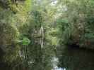 Homosassa River im Homosassa Springs Wildlife State Park (24. Nov.)