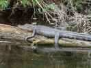 Homosassa Springs Wildlife State Park (24. Nov.)