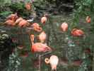 Homosassa Springs Wildlife State Park (24. Nov.)