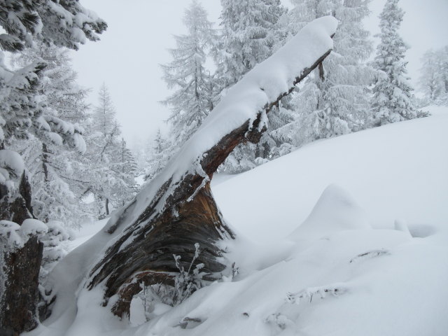 zwischen Bärwurzkaralm und Scheckkopf