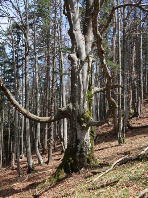 zwischen Breitenauer Spitz und Hinterberg