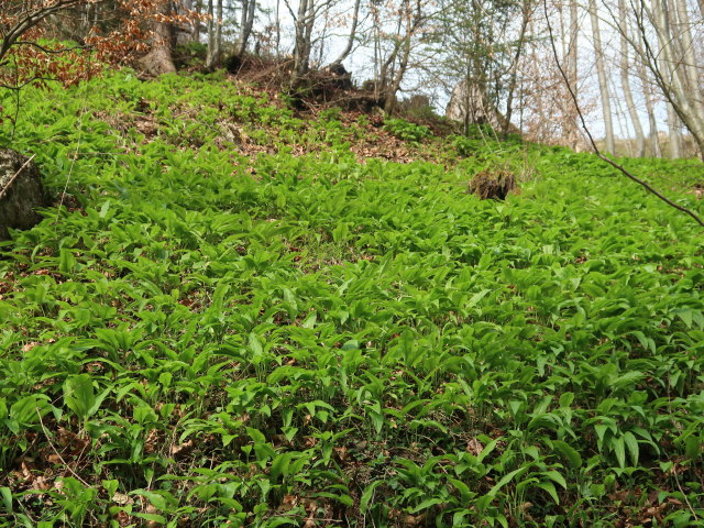 zwischen Amstettner Hütte und Hinterwurau