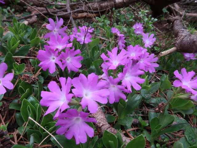 zwischen Klobent&ouml;rl und Jahnkreuz