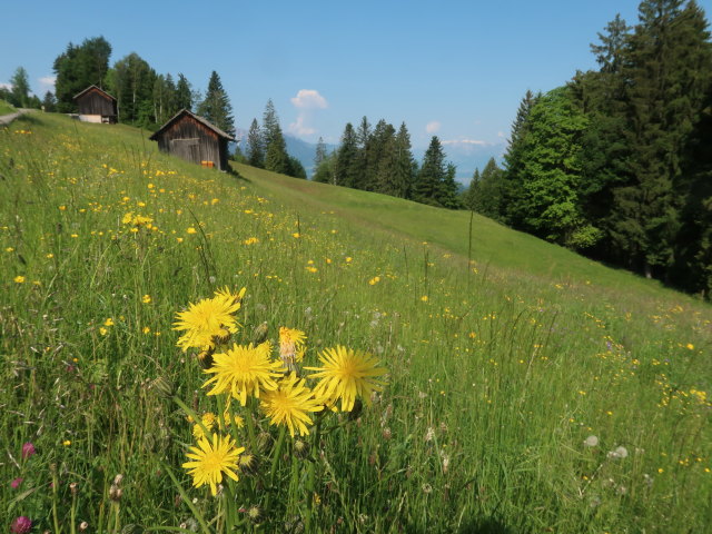 Ludescherberg (8. Juni)