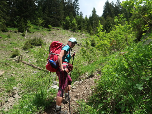 Ursa zwischen Gadenalpe und Disnerbergalpe (10. Juni)