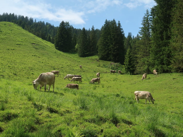 Bodenvors&auml;&szlig;, 1.215 m (11. Juni)