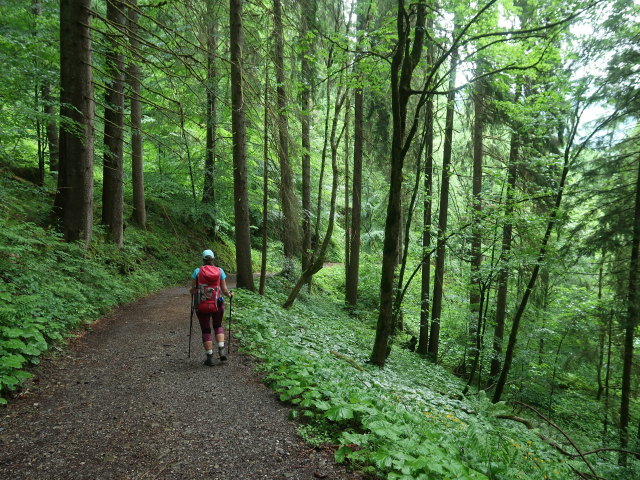 Ursa zwischen Bodenvors&auml;&szlig; und Bregenzerach (11. Juni)