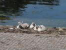 Stora Dammen im Slottsparken in Malmö (21. Juni)