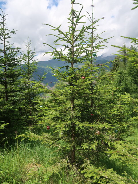 zwischen Lehengraben und Rainbichl