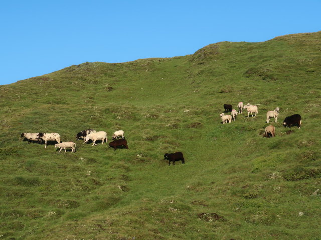 zwischen Reinkarhütte und Riedingscharte