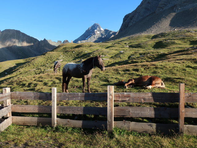 bei der Salmh&uuml;tte, 2.638 m (15. Aug.)