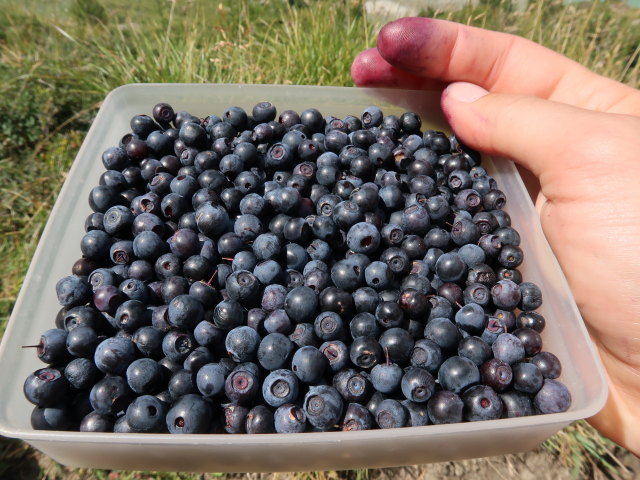 Wiener H&ouml;henweg zwischen Am Seele und Stausee Margaritze (15. Aug.)