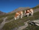 Wiener Höhenweg zwischen Salmhütte und Ganitzen (15. Aug.)