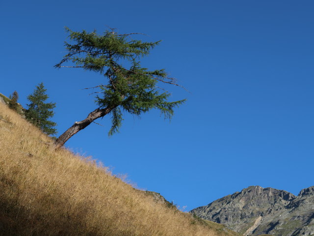 zwischen Ruppalm und Hoher Leier (9. Sep.)