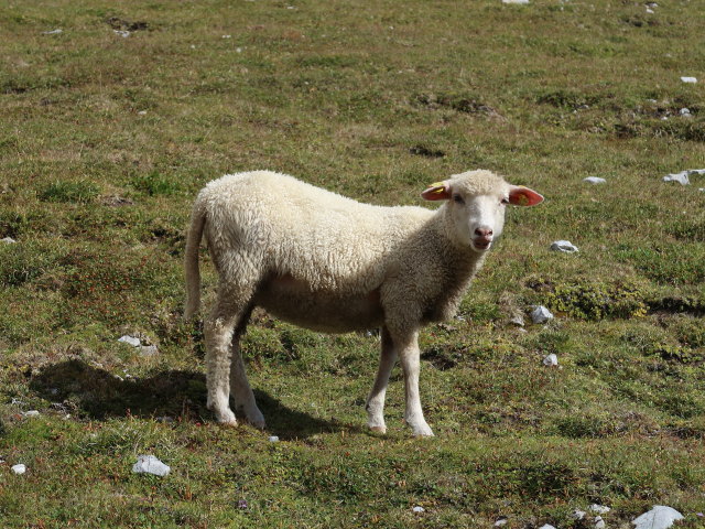 zwischen Schartwand und Eiskogel (16. Sep.)