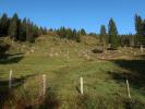 zwischen Schnölldrisslwald und Vorderkaseralm