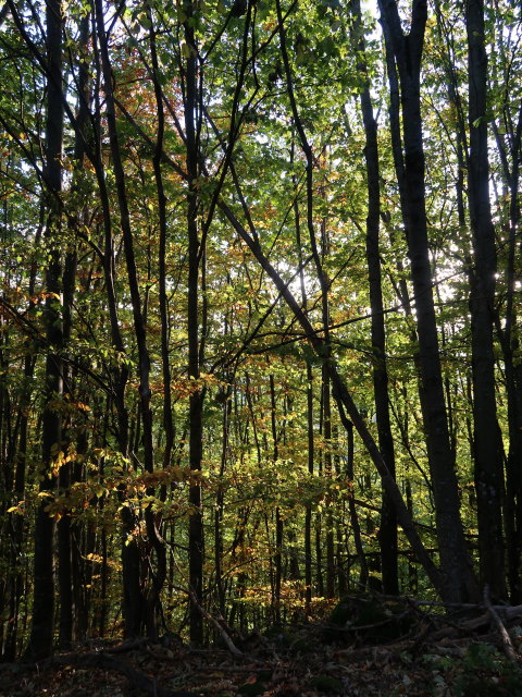 zwischen Glatzwiesensattel und Karlstein-Felskanzel