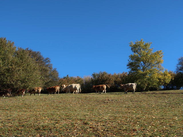 zwischen Dreihöf und Meiselhöhe