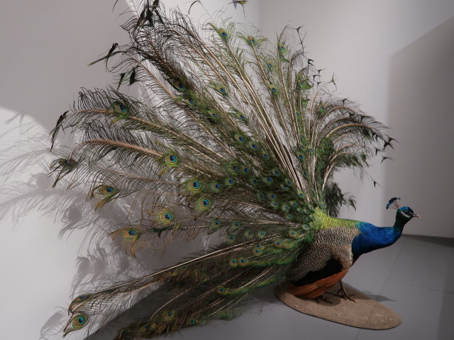 Sonderausstellung 'Heraus mit der Sprache!  Wie Tiere und Pflanzen kommunizieren'