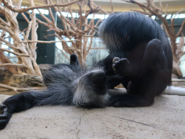 B&auml;renstummelaffen