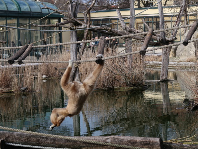 Wei&szlig;handgibbons