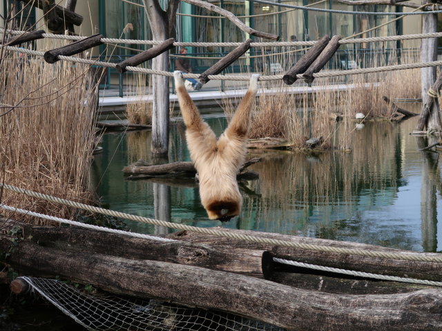 Wei&szlig;handgibbons